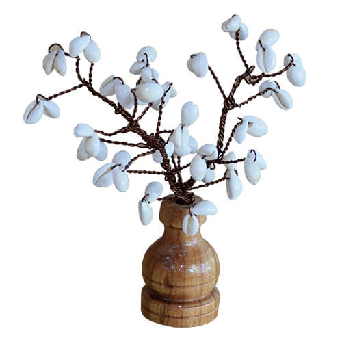 Rudraksha Tree (54 Beads Kaudi Tree)