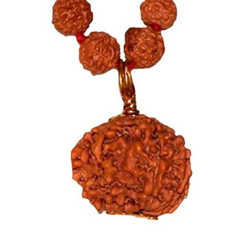 Chhah Mukhi/ Six Faced Rudraksha - Lab Certified