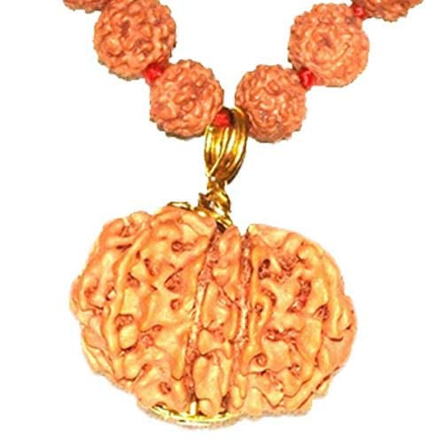 Terah Mukhi/ Thirteen Faced Rudraksha - Lab Certified