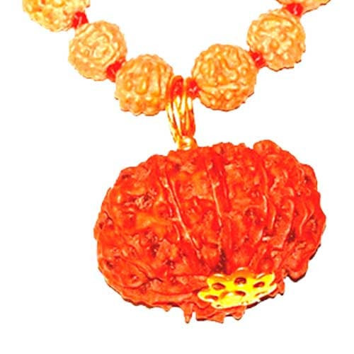 Dus Mukhi / Ten Faced Rudraksha - Lab Certified