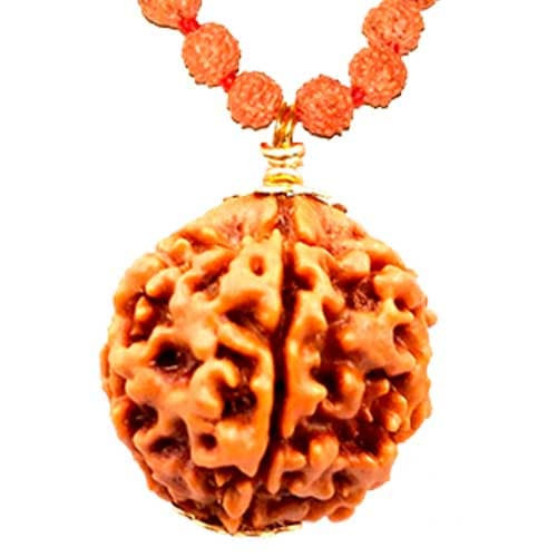 Panch Mukhi/ Five Faced Rudraksha - Lab Certified